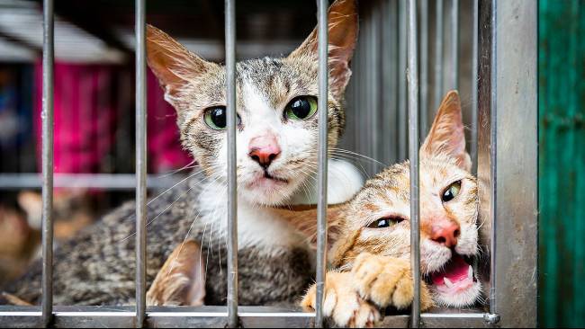 Ribuan Kucing Yang Nyaris Dibantai Untuk Di Konsumsi Di China