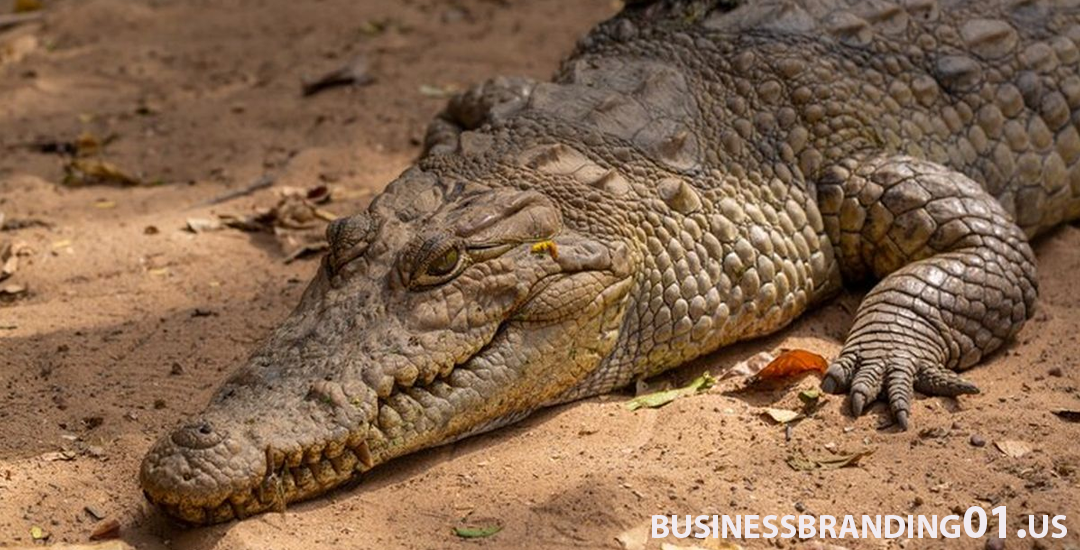 Peristiwa Tragis Bocah di Riau Hilang Diduga Diseret Buaya